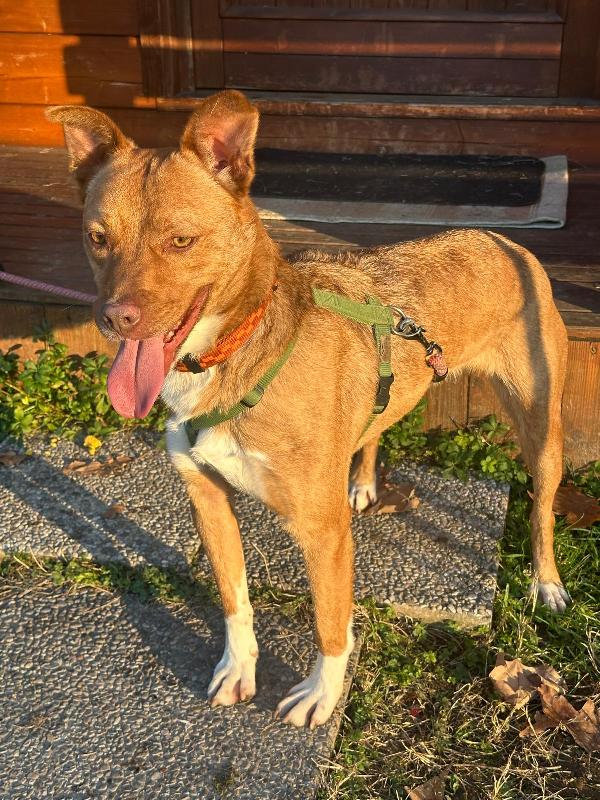 LUCKY OCCHI DI AMBRA Foto 4